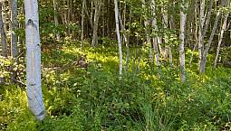 Lot For Sale  Bucklaw     Macleod Pt Rd