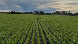 Looking For Farmland To Rent In Canora Area