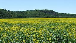 320 Acres Farmland - Lake George Road, Laird Township