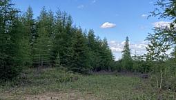 1.11 Acre Sandy Stream Road Howley Cottage Area 