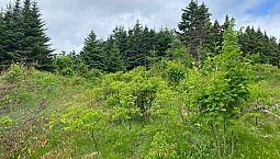 1 Acre Of Land In Beautiful Chapels Cove