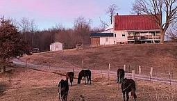 Farm Wanted 
