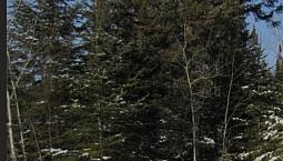 Birch Beach Shuniuh Property