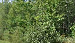 Beautiful Wooded Acreage For Sale