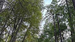Westlock County Acreage For Rent