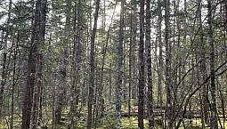 5.4 Acre Lot Loch Lomond
