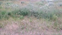 Serviced Residential Lot For Sale – Goodsoil, Saskatchewan