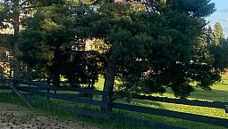 Fence Boards & Posts