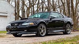 Looking For A Mustang