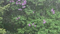 12 Lots For Sale  **  1.5 Acres