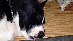 Iso Pet Friendly Vernon Penticton Areas