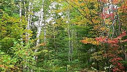 Recherche Terre A Bois A Vendre Dans Lanaudiere 