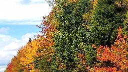 Multiple  Lots / Land For Sale Starting With 1 Acre And Up