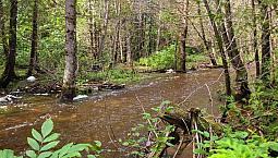 Terre À Bois À Paspébiac 