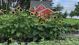 Waterfront 2.2 Acre Hobby Farm, House For Sale Cape Breton Ns