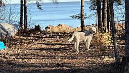 Lakefront Lot On Lake Winnipeg (Garage With Electricty In Place)