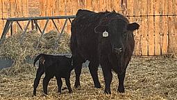 Farm Land Wanted