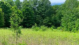 44 Acres On St Joseph Island