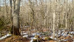 Selling 66 Acres Of Land.