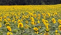 Unrestricted Acreage 5 Minutes From Lloyd
