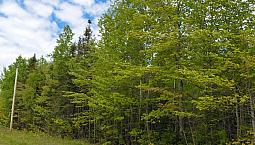 Land For Sale  Of +/_ 13 Acres Wooded . Frontage  420 Feet