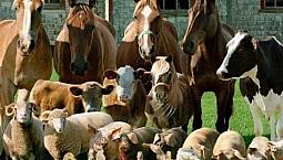 Mini Farm For Lease