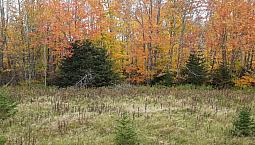 5 Acres Lot Near Cavendish, Urgent Sale!