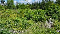 Lot Of Cleared And Vacant Land In Catalone!