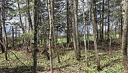 $250,000 - Commercial Wood Lot For Sale In Ste-Praxède