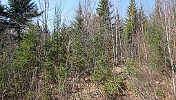 New Price, 11 Acres For Sale , Cocagne Area.