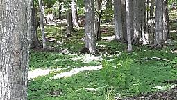 1 600 000$ - Prix Taxes En Sus - Terre Agricole À Bromont