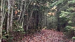 55 000$ - Terre À Bois À Vendre À St-Alexandre-De-Kamouraska