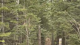 37 500$ - Terrain Résidentiel À Vendre À St-Antonin