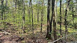 49 900$ - Terrain Résidentiel À Vendre À Wentworth-Nord