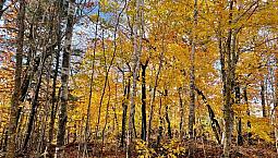 Sherbrooke Lake, Nova Scotia - No Covenants