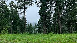 Pending Zoned 4 Season Rec/Residential Spruce Trees Wasagaming