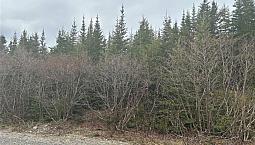 Cabin Lot #5