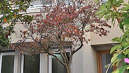 Kits Point 2 Bed Duplex For Rent 1967 Whyte Ave Vancouver: Vadap