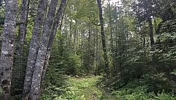 Sherbrooke Lake - No Covenants