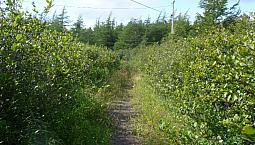 Land For Sale Mixed Development On Salmonier Line Near Holyrood